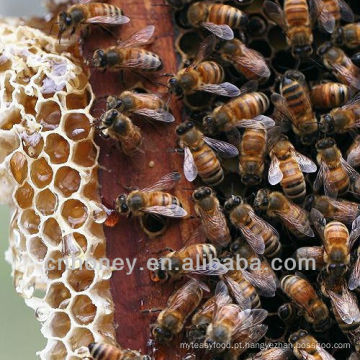 Wild Longan Blossom Honey